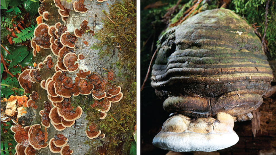 Mushrooms by Paul Stamets/Fungi Perfecti